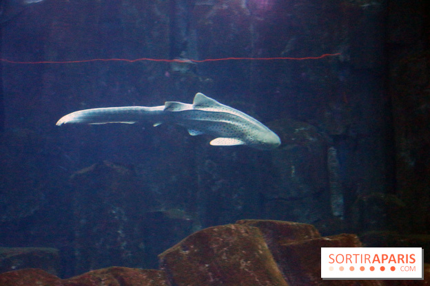 Aquarium de Paris Décembre 2016