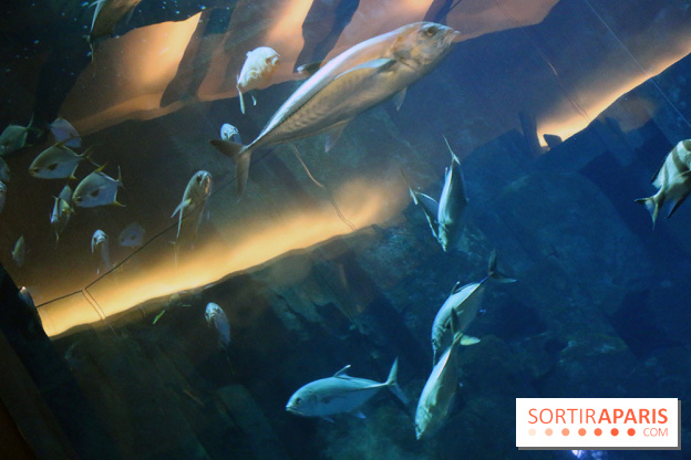 Aquarium de Paris Décembre 2016