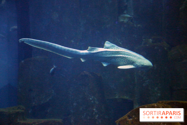 Aquarium de Paris Décembre 2016