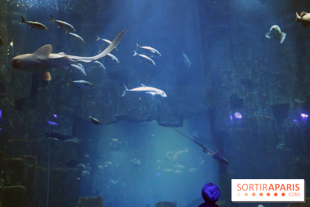 Aquarium de Paris Décembre 2016