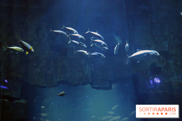 Aquarium de Paris Décembre 2016