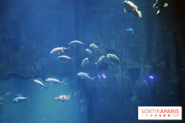 Aquarium de Paris Décembre 2016