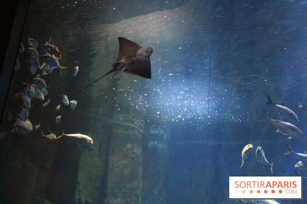 Aquarium de Paris Décembre 2016