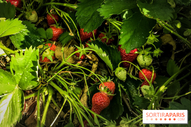 Cueillettes des fraises autour de Paris