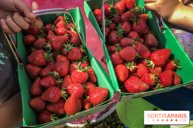 Cueillettes des fraises autour de Paris