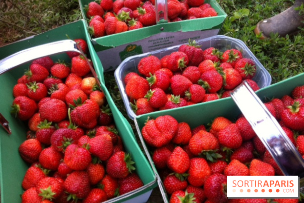 cueillettes des fraises autour de Paris