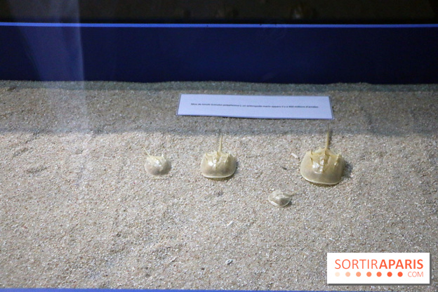 Zig & Sharko à l'aquarium de Paris