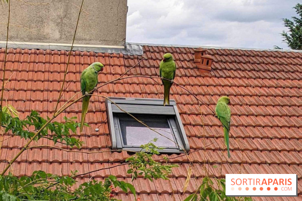 Le saviez-vous ? D'où viennent ces perruches vertes à Paris et en Île-de-France ?