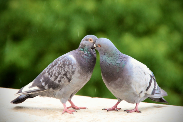 Mais pourquoi ne voit-on jamais de bébés pigeons à Paris ? 