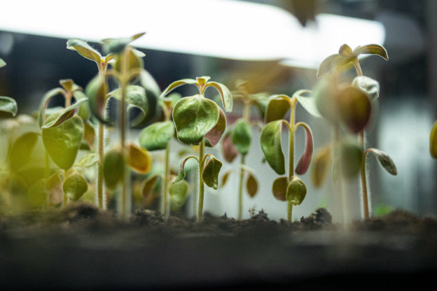 Herbarium, le premier concept-store botanique à découvrir en plein cœur du Marais