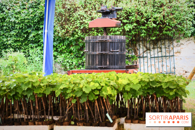 Domaine du bois brillant, la renaissance d'un vignoble historique en île-de-France