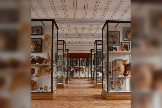 Insolite : Le Musée Fragonard de l'école vétérinaire de Maisons-Alfort