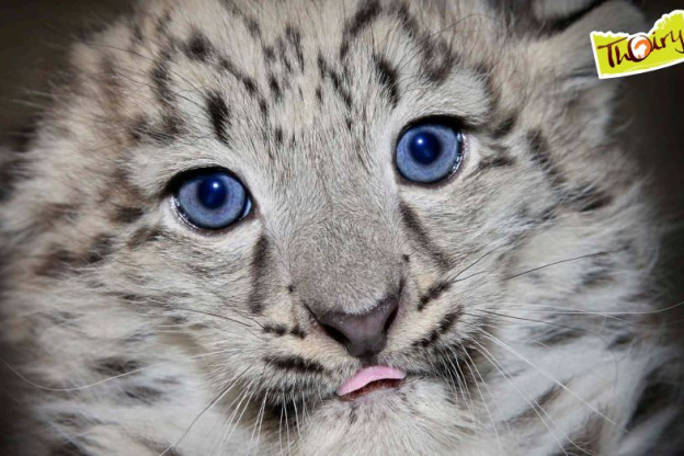 Nouvelles naissances au Zoo de Thoiry !