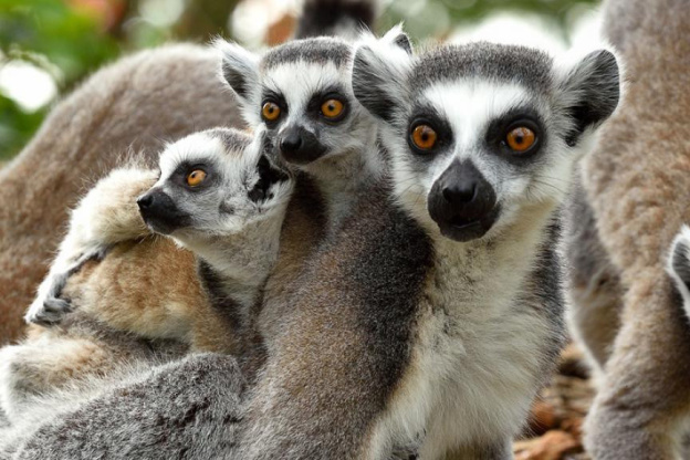 Rendez-vous Sauvage avec les lémuriens au parc zoologique de Paris