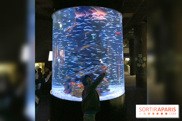 Les récifs Coralliens s'exposent à l'Aquarium de Paris
