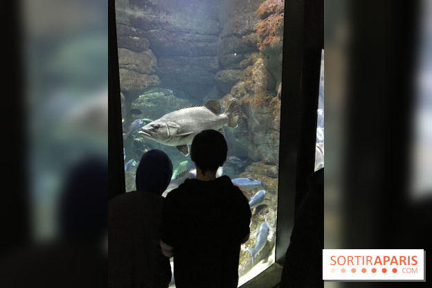 Les récifs Coralliens s'exposent à l'Aquarium de Paris