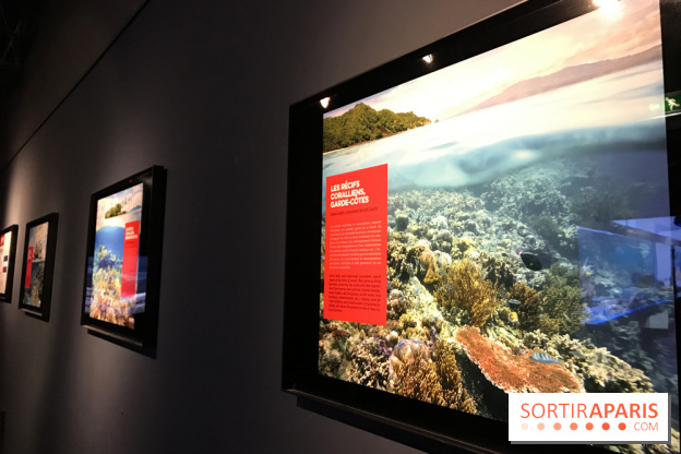 Les récifs Coralliens s'exposent à l'Aquarium de Paris
