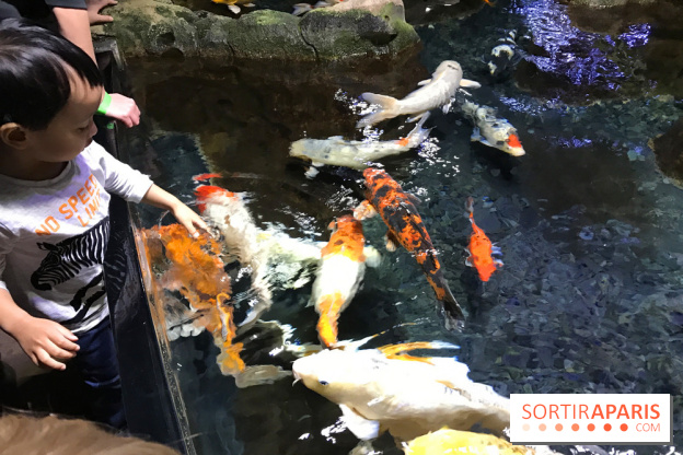 Les récifs Coralliens s'exposent à l'Aquarium de Paris