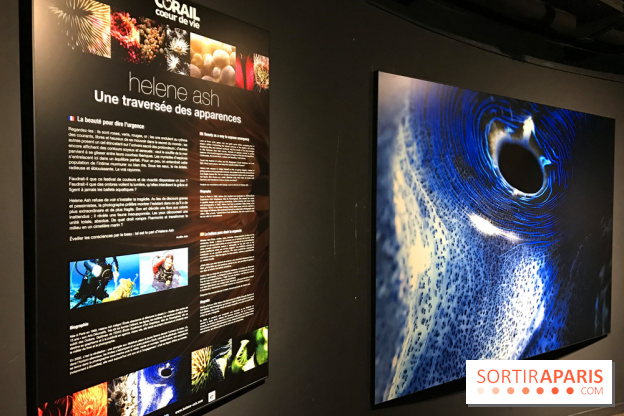 Les récifs Coralliens s'exposent à l'Aquarium de Paris