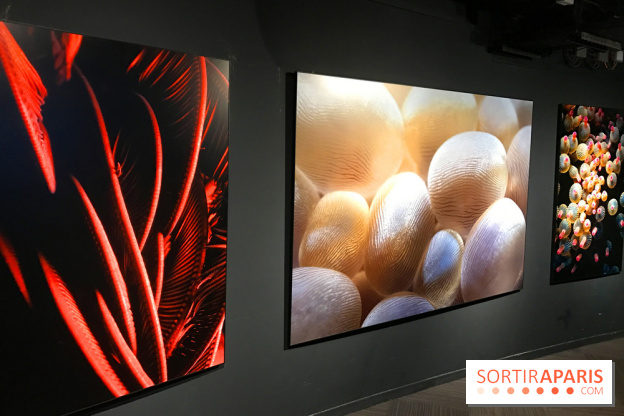 Les récifs Coralliens s'exposent à l'Aquarium de Paris