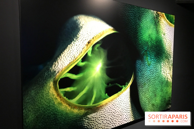 Les récifs Coralliens s'exposent à l'Aquarium de Paris