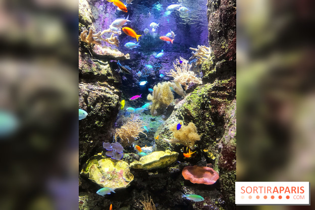 Les récifs Coralliens s'exposent à l'Aquarium de Paris