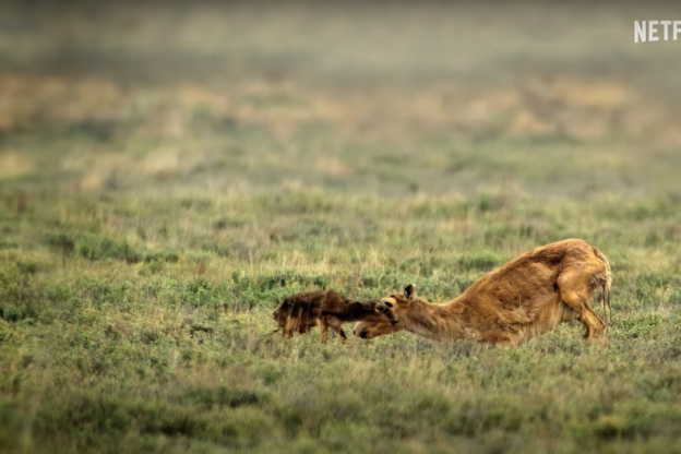 Notre monde vivant : le docu nature avec Cate Blanchett à découvrir sur Netflix