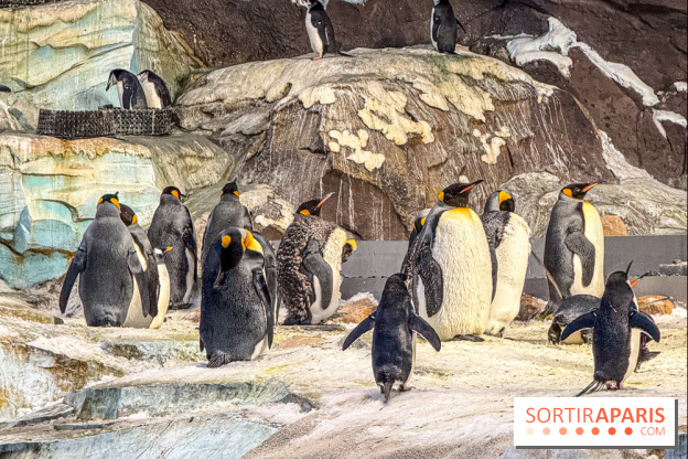 Neige et verglas : c'est quoi la posture du pingouin, pour éviter de tomber dans la rue ?