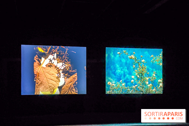 Rose Lowder au Palais de Tokyo : la nature image par image dans une exposition de films