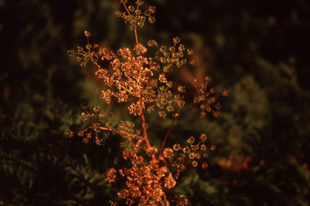 Delacroix et la Boixe, la conférence au Musée Delacroix