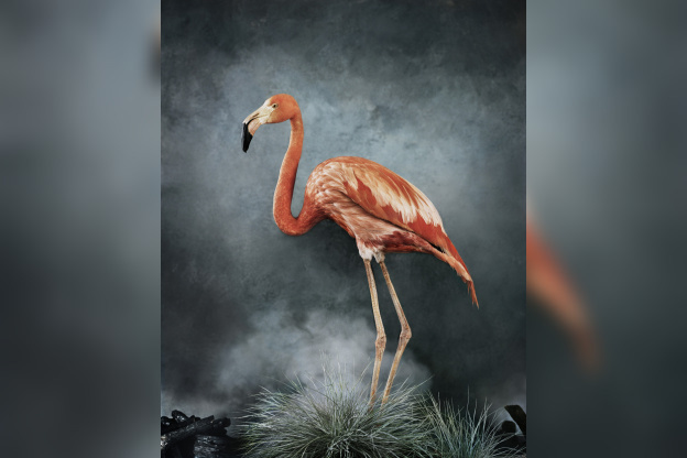 Australia Now 2021 : Phœnix, Rise from the Ashes, l'exposition de Vee Speers à la galerie XII