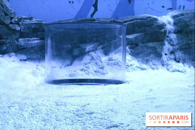 Les Manchots de l'Aquarium Sea Life