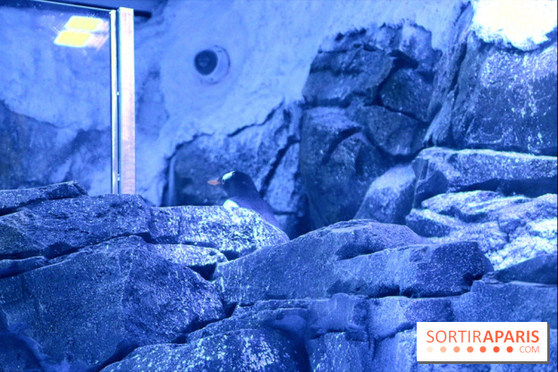 Les Manchots de l'Aquarium Sea Life