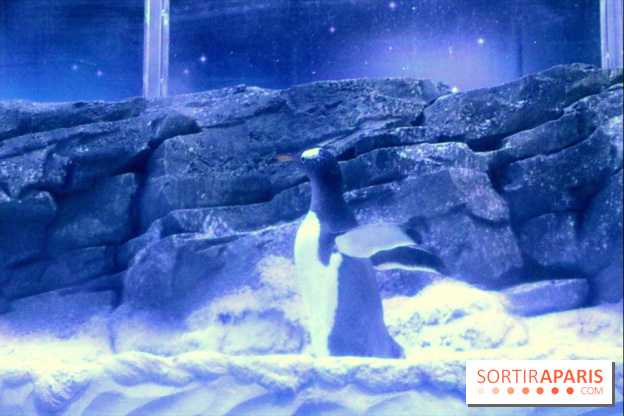 Les Manchots de l'Aquarium Sea Life