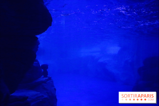 Les Manchots de l'Aquarium Sea Life