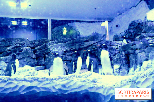 Les Manchots de l'Aquarium Sea Life