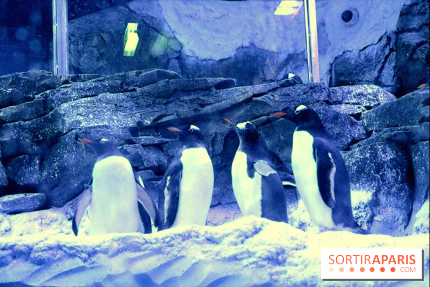 Les Manchots de l'Aquarium Sea Life