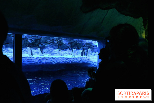 Les Manchots de l'Aquarium Sea Life