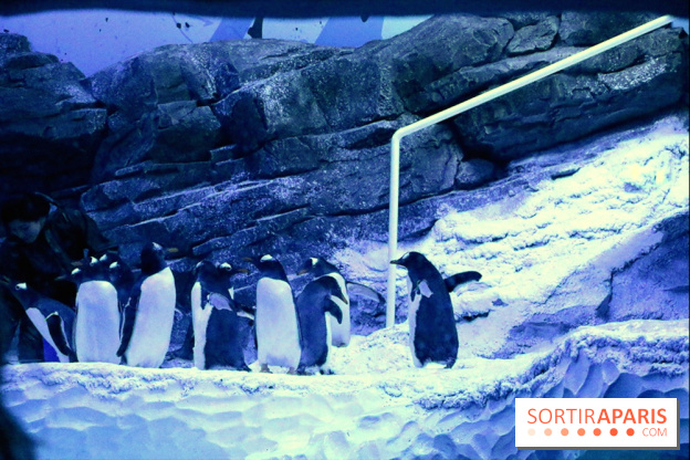 Les Manchots de l'Aquarium Sea Life