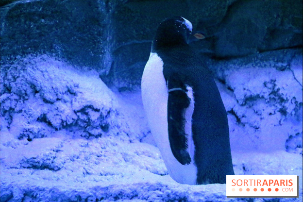 Les Manchots de l'Aquarium Sea Life