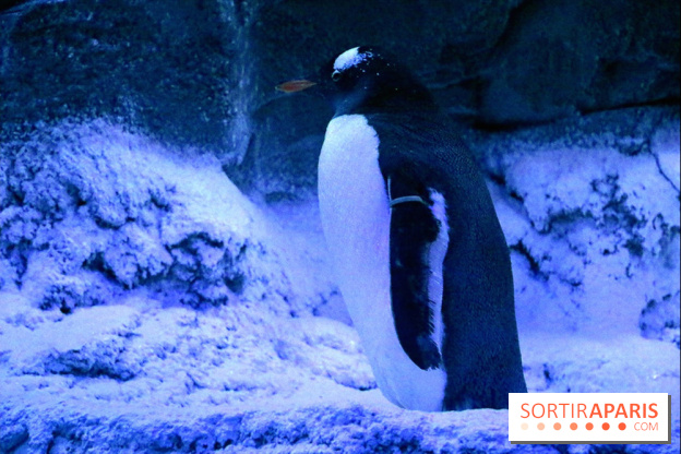 Les Manchots de l'Aquarium Sea Life