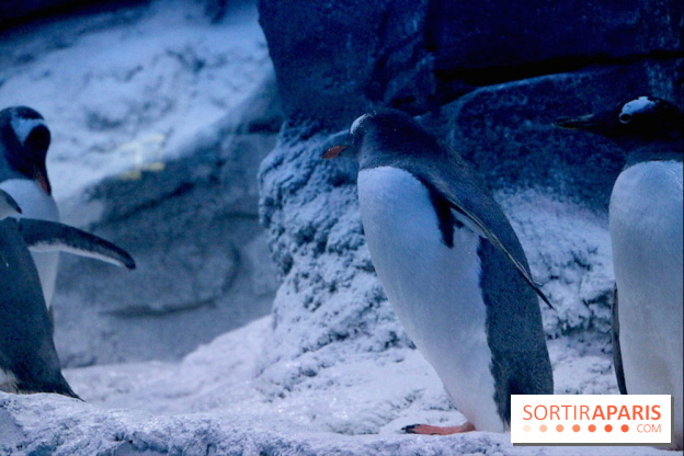 Les Manchots de l'Aquarium Sea Life