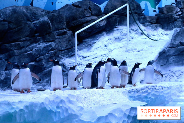 Les Manchots de l'Aquarium Sea Life