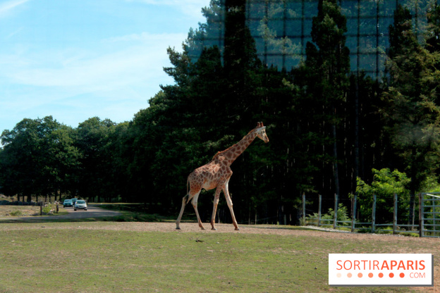Camion Safari : une visite guidée dans les coulisses de Thoiry