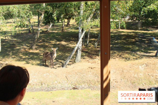 Camion Safari : une visite guidée dans les coulisses de Thoiry
