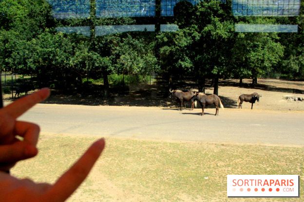 Camion Safari : une visite guidée dans les coulisses de Thoiry