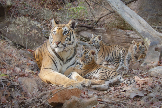 Tigres : un voyage Disneynature envoûtant dans le monde des tigres sur Disney+