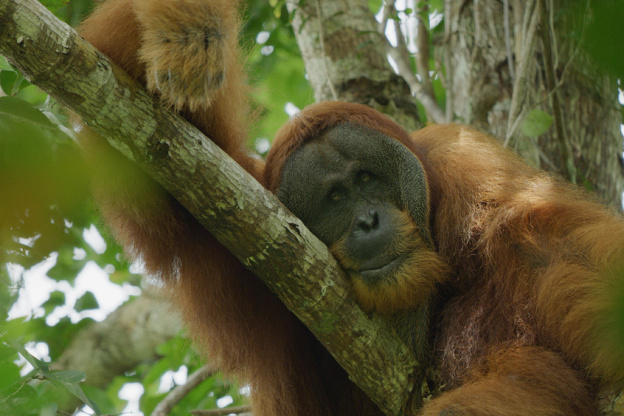 La Vie secrète des orangs-outans : Netflix dévoile les mystères des grands singe de Sumatra