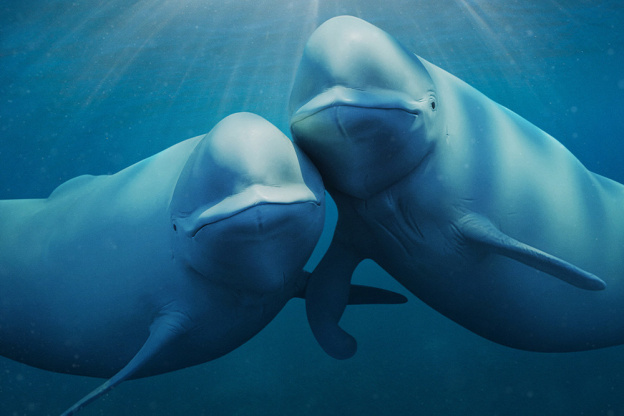 Nos Océans : Une série documentaire spectaculaire narrée par Barack Obama sur Netflix