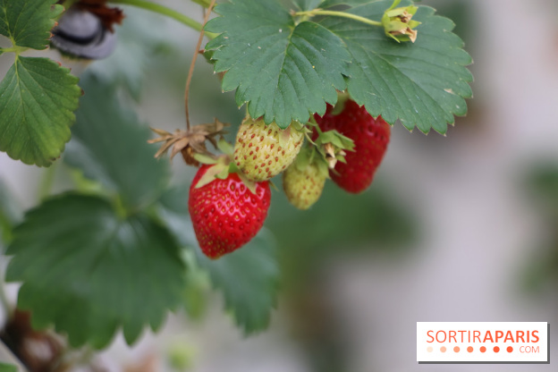 Les cueillettes de fruits, légumes et fleurs autour de Paris